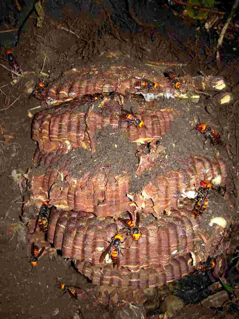 土の中に営巣していたオオスズメバチ