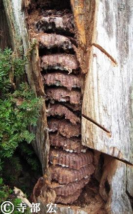 切り株の中にできた12段もあるオオスズメバチの巣
