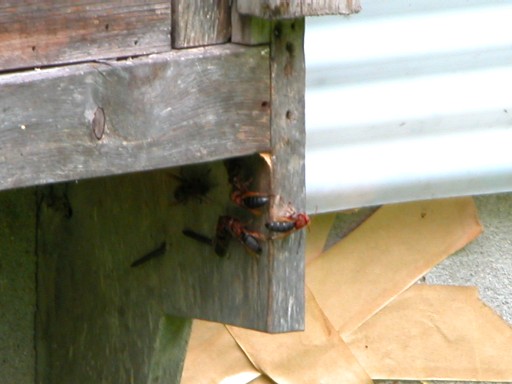 出入りをするチャイロスズメバチの働き蜂