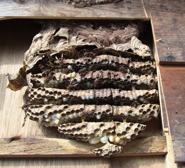 壁の中のチャイロスズメバチの巣